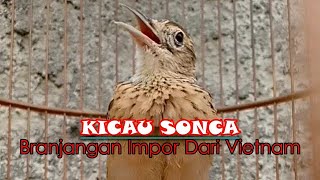 BIKIN ADEM KUPING, KICAU BRANJANGAN SONCA NGEROL