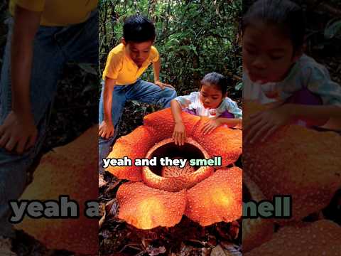 Video: Rafflesia Arnoldi ja Amorphophallus Titanium - maailman suurimmat kukat