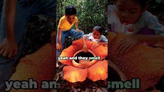 Rafflesia The World's Largest Flower