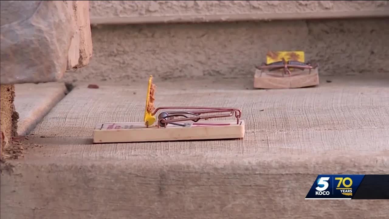 Pest control companies see spike in rodent infestations in Oklahoma City area