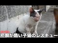 【アニマルレスキュー】疥癬で顔が酷い事になっている子猫を保護