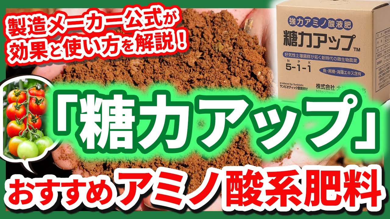 【サンビオティック】「糖力アップ」の解説　大人気のアミノ酸液体肥料でどう変わる？商品の概要と栽培事例、そして使い方を徹底解説します。