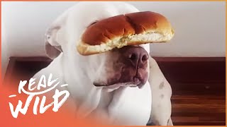 THE FUNNIEST PET MOMENTS | ANIMALS COMPILATION