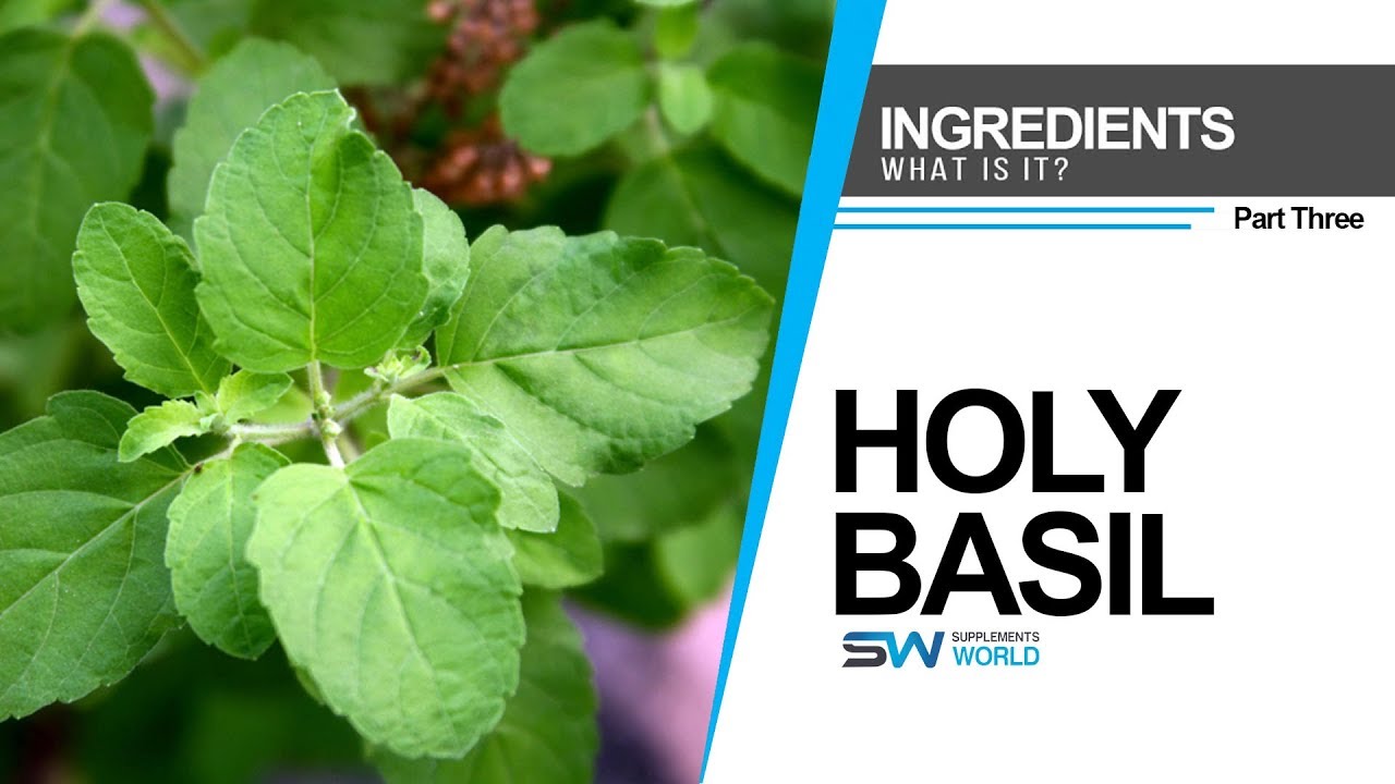 Health Benefits of Holy Basil YouTube