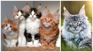 15 Interesting Maine Coon Facts