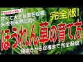 ほうれん草の上手な育て方（種まきから収穫まで完全解説）ホウレンソウ栽培のコツとポイントが分かる！