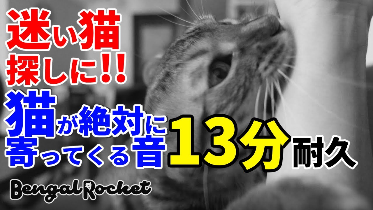 【迷い猫に!!】猫が絶対に寄って来る音13分耐久 （元動画100万再生突破）【ベンガルロケット】