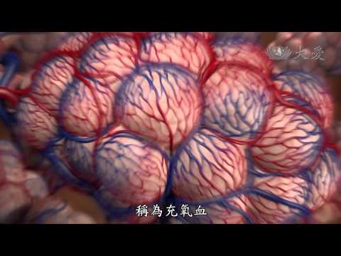 【發現】精華影片 - 20131221 - 人體奧秘系列 - 呼吸之間 - 肺臟