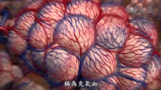 【發現】精華影片 - 20131221 - 人體奧秘系列 - 呼吸之間 - 肺臟