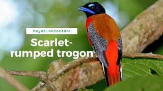 Burung Luntur Putri/Trogon merah tua/Scarlet-rumped trogon