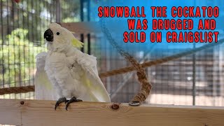 Snowball The Cockatoo was  drugged and sold on Craigslist