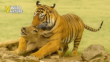 Most Unbelievable Tiger Attacks Ever Caught on Camera | Animal Fights