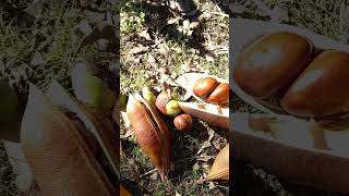 Black Bean - Castanospermum Australe - Kasztan Australijski