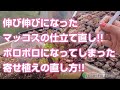 【多肉植物】伸び伸びになったマッコスの仕立て直し!!ボロボロになってしまった寄せ植えの直し方!!【succulent】トロピカルガーデン