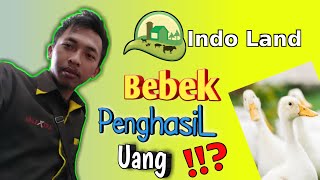 🔴 Hebatt.. Aplikasi Indo Land Bisa Hasilkan Uang Dari Bebek !!? screenshot 2
