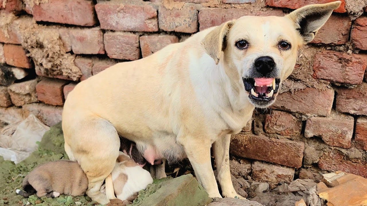 She fought alongside us till the very last moment 😡, never backing down, all to protect her babies.