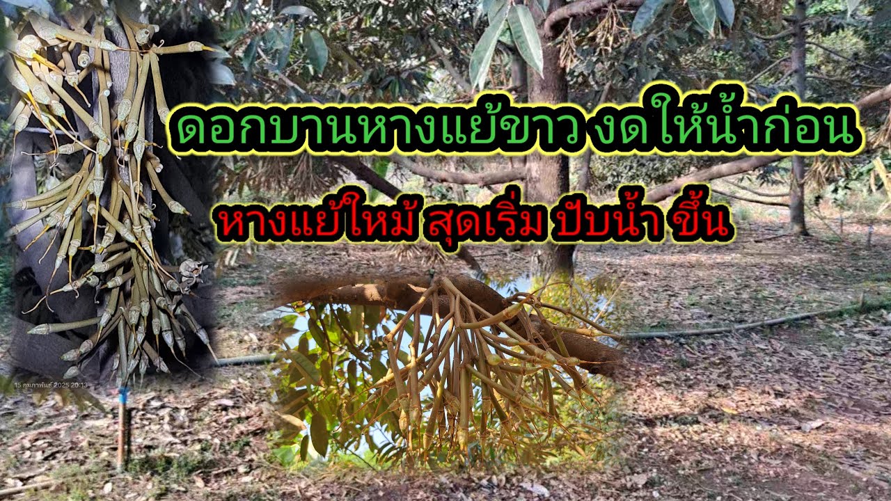 ดอกบานหางแย้ขาว งดการให้น้ำ ก่อน หางแย้ใหม้ไม่สุด เริ่มขยับน้ำทีละ 5 นาที ดูตามสภาพพื้นที่เรา