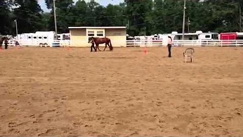Novice Amateur Showmanship