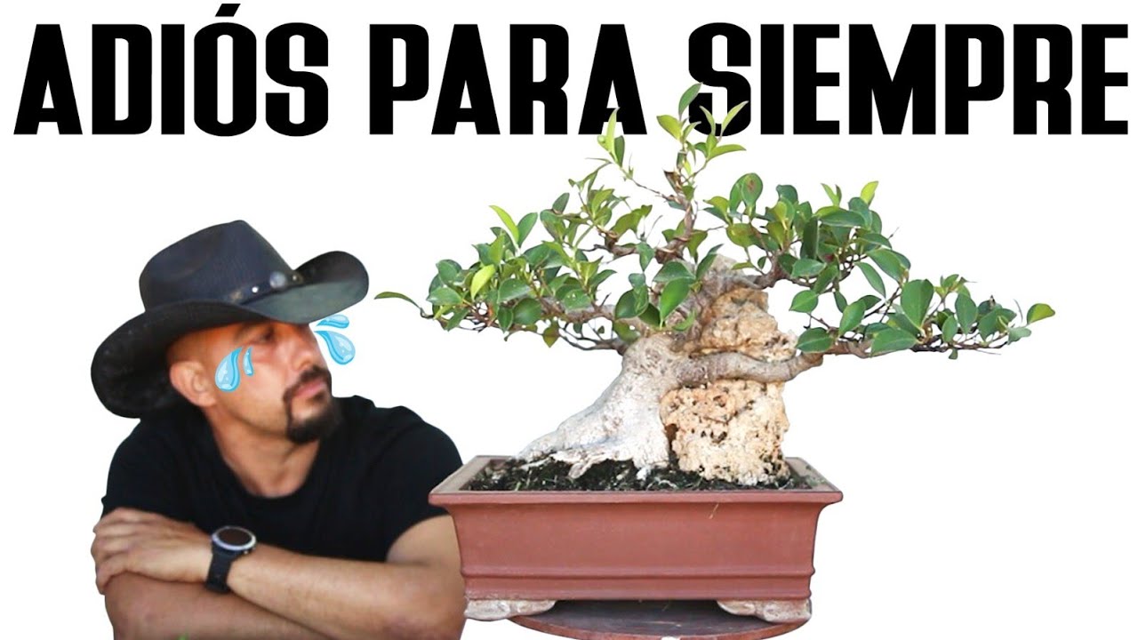 Ficus en Roca - La despedida
