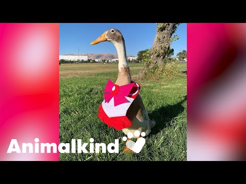 Dapper duck cosplays with his human | Animalkind