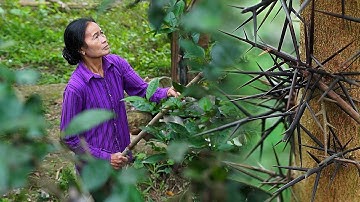 Thu hoạch quả bồ kết, mẹ gội đầu theo cách truyền thống I Ẩm Thực Mẹ Làm @country_life_vlog