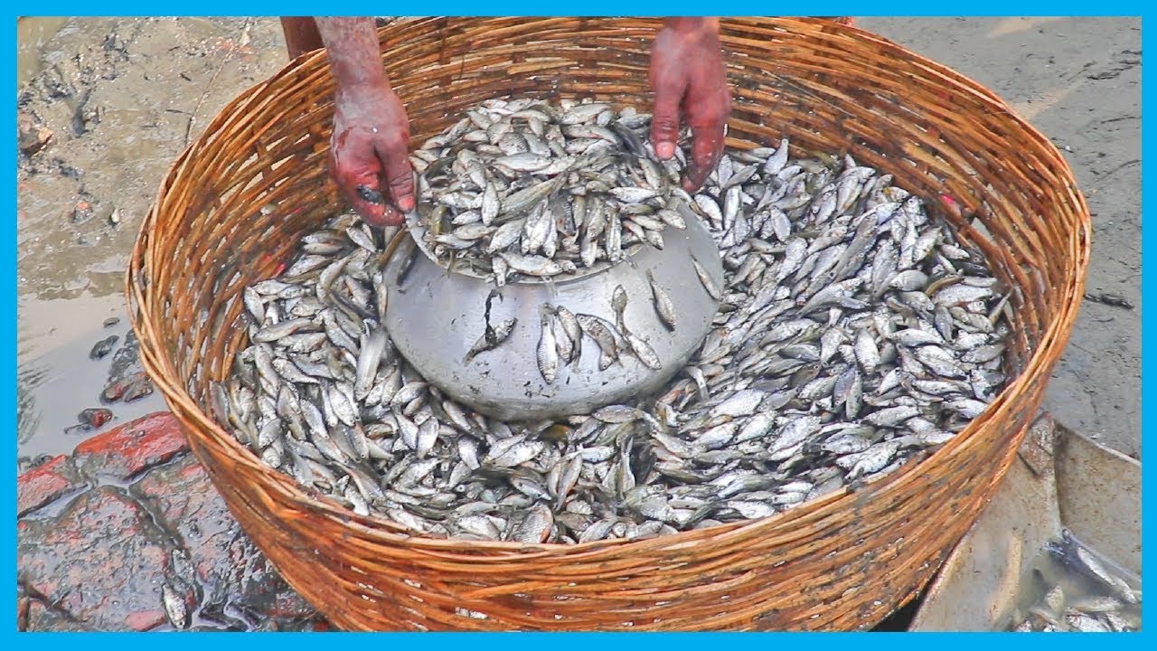 How Villagers Collect Fresh Pond Fish after Pond Fishing (Part 4