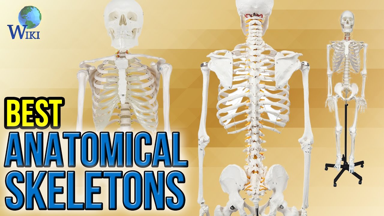 9 Best Anatomical Skeletons 2017 - YouTube