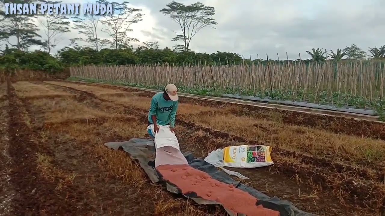 Pupuk Dasar Untuk Tanaman Semangka