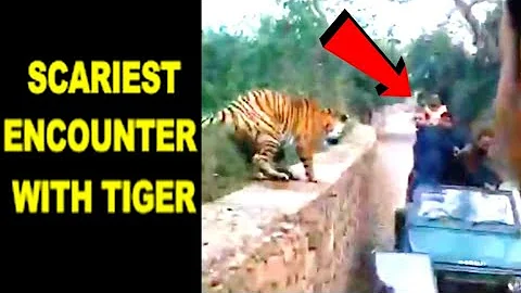 Closest Encounter with TIGER by tourists at Ranthambore Forest India | Tigers Attack Tourists Safari