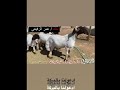 فحل مراح عمر الرفيعي 