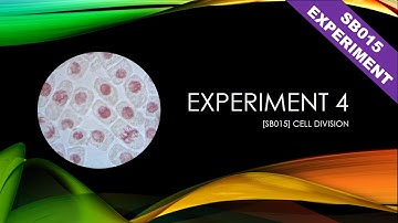 [SB015] Experiment 4 Cell Division