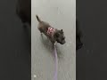 Rainy walk with Amie🌧️❤️✨ #dog #puppy #dogshorts #pets #cutedogs
