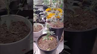 Homegrow update an update on lit farms review upcoming, multiverse seeds