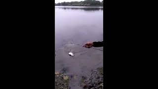 Download Lagu Barramundi fishing at the estuary || auto shake || harvest fish || Angler Creator MP3