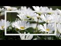 【作業用BGM】Anemone [Arr.],chillout,house,relax