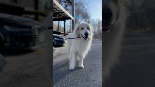 Alain アラン #greatpyrenees #todaysrunrun #グレートピレニーズ #今日のルンルン
