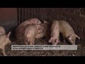 Африканская чума свиней: в чём опасность и как защититься от вируса