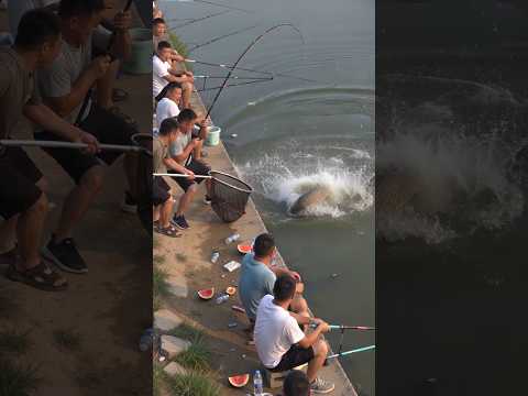 #fishing #钓鱼 #大魚 #carpfishing #户外钓鱼 #bassfishing #<strong>fish</strong> #親子釣魚  #carpfishing