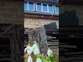 Весна Flowers квіти цветы дом дерево Wood Woodworking просто 90s весенний тепло окно