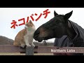 ネコパンチ