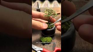Mini Bonsai Care Routine, Trim, Clean & Refresh Moss #BonsaiCare #MiniBonsai #PlantTherapy #Bonsai