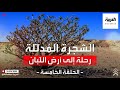 الشجرة المدللة رحلة إلى أرض اللبان الحلقة الخامسة 