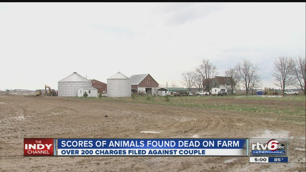 More than 100 charges filed in case of 170 dead animals found on farm