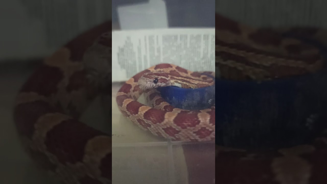 Уже маловат бассейн! Малыши маисового полоза в продаже!