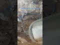 My Toad Is In His Own Cave #shorts #funny