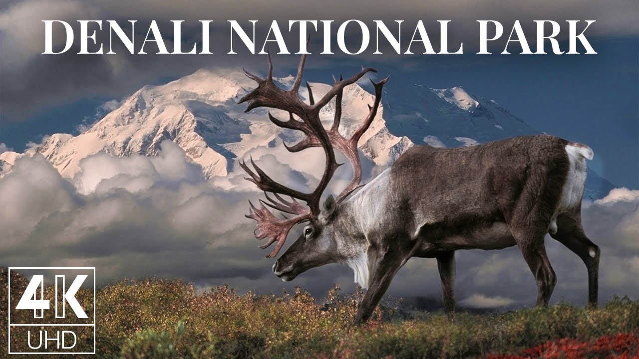 Denali National Park 4K Wallpapers - Top Free Denali National Park 4K  Backgrounds - WallpaperAccess