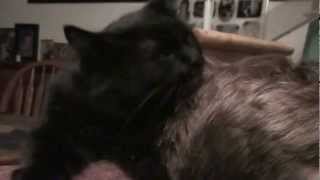 Cat licking hair