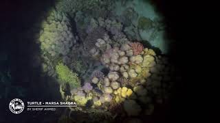 Turtle During Night Dive | Marsa Shagra | 11.07.2020