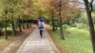 陽明山仙境--從冷水坑到擎天崗｜冷水坑、落羽松大道、牛奶湖｜cakethree三個蛋糕