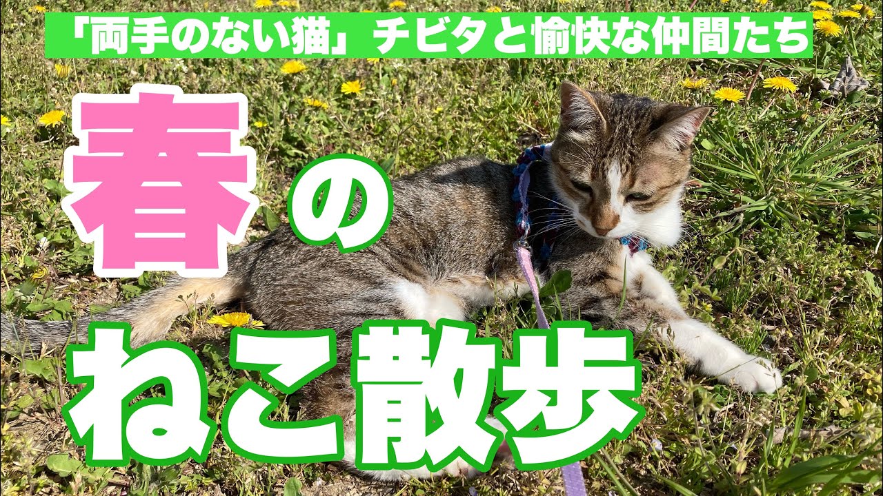 猫と散歩 春のたんぽぽ畑 チロと一緒 両手のない猫 チビタと愉快な仲間たち Youtube